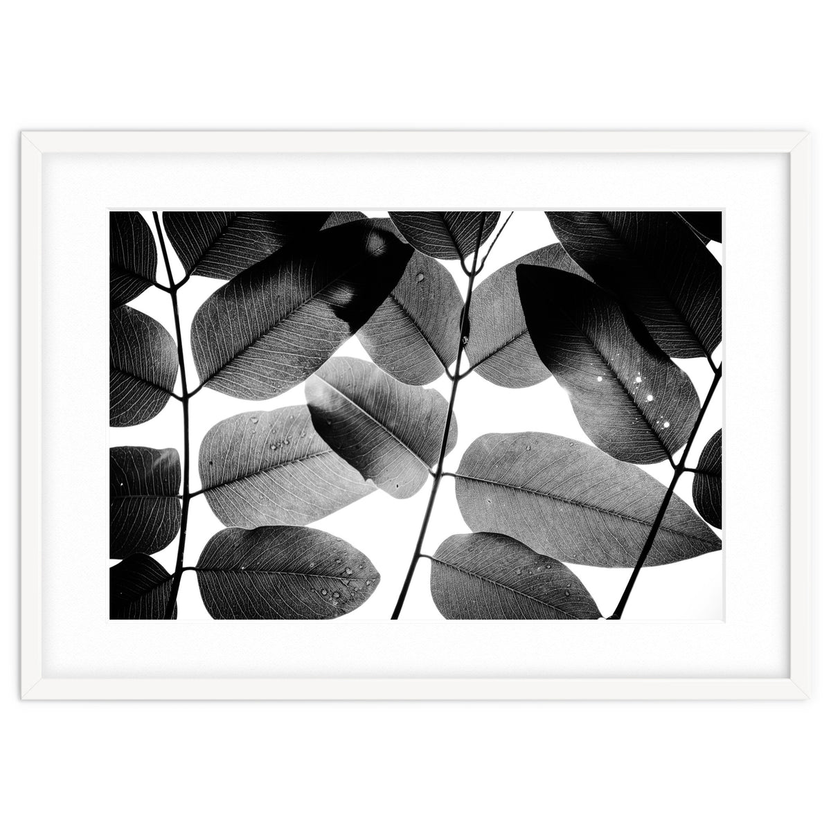 Experiments with Leaves II