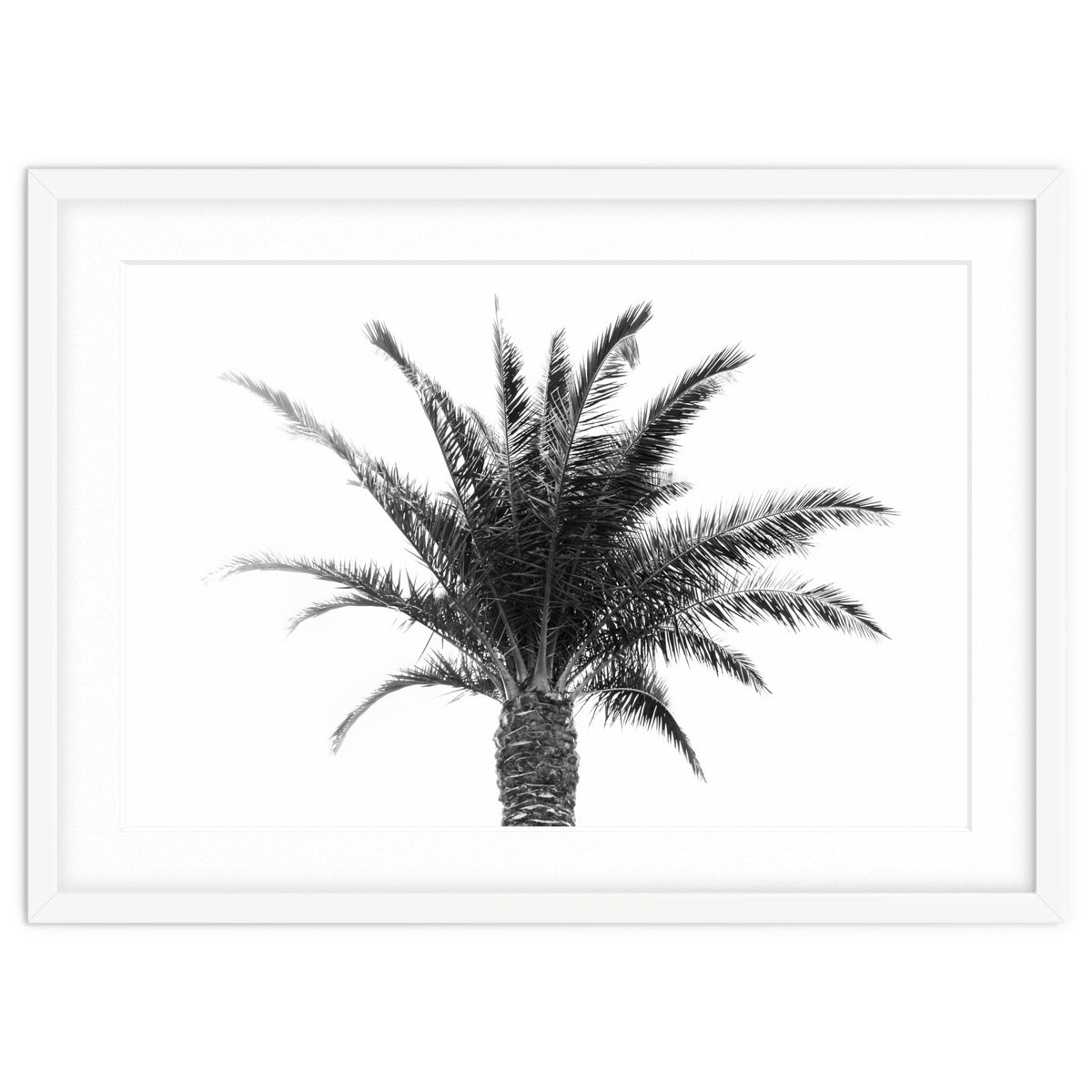 Palm Tree