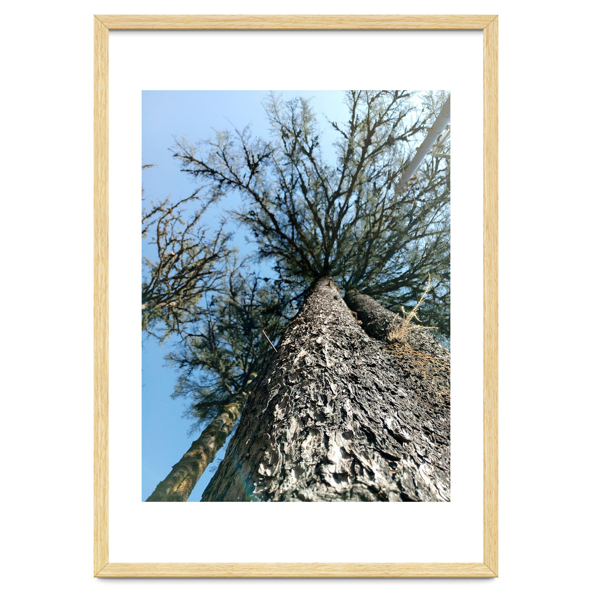 Ataraxia - Tree Series 1