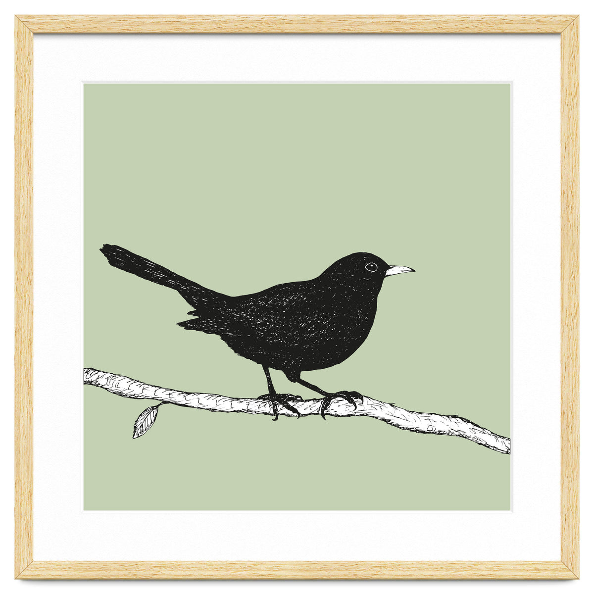 Blackbird pen drawing