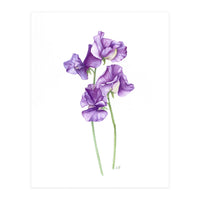 A Purple Posy Of Sweet Peas (Print Only)