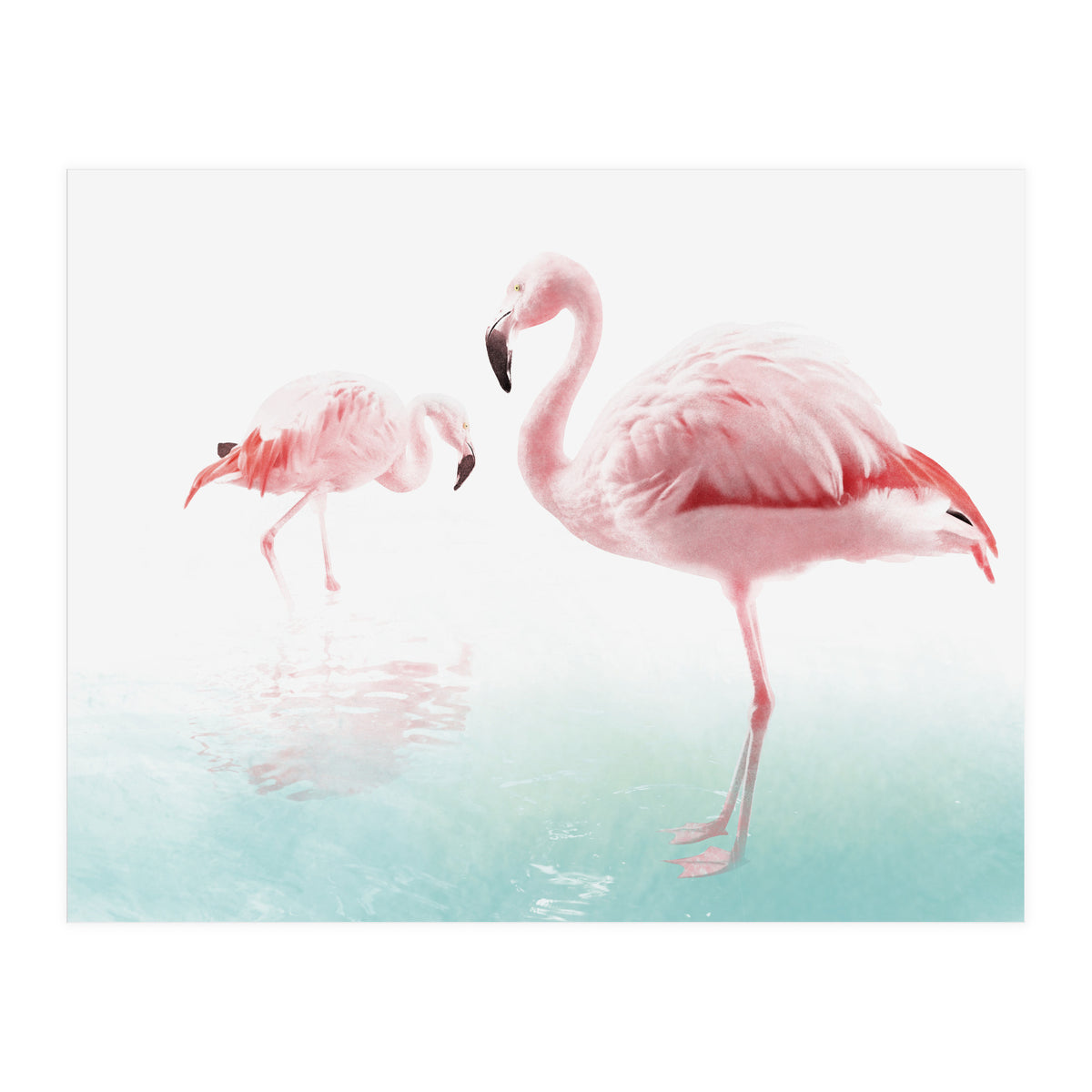 Flamingos (Print Only)
