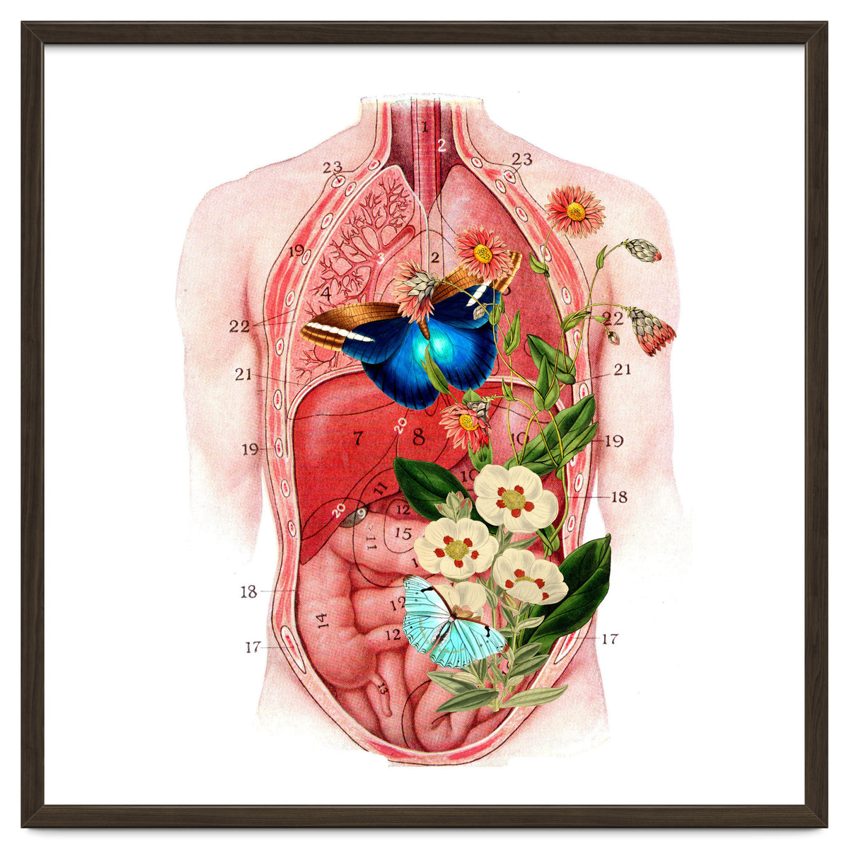 Butterflys In The Belly Makes Flower Grows