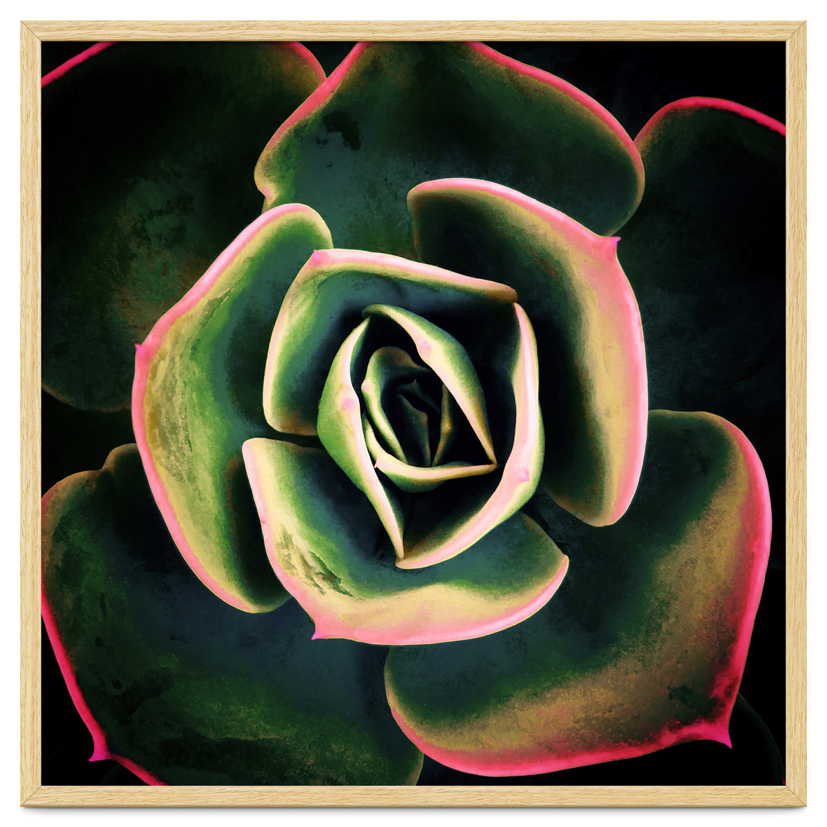 DARKSIDE OF SUCCULENTS XV