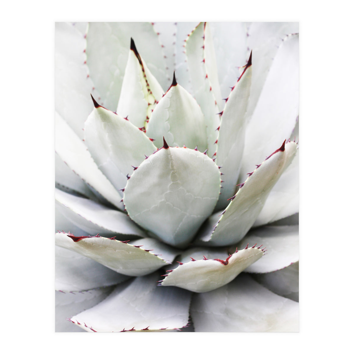 Agave plant (Print Only)