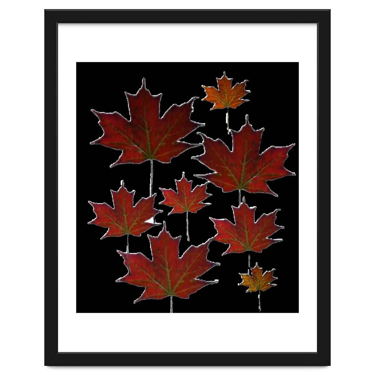 Red Autumn Leaves on Black Ground.