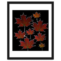 Red Autumn Leaves on Black Ground.