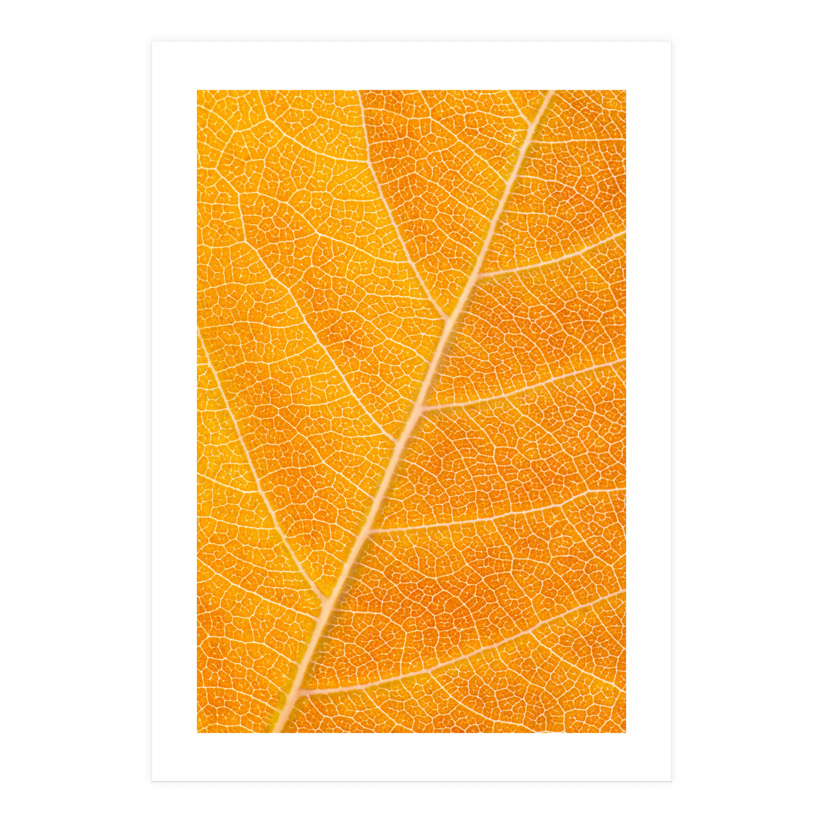 Autumn Leaf (Print Only)