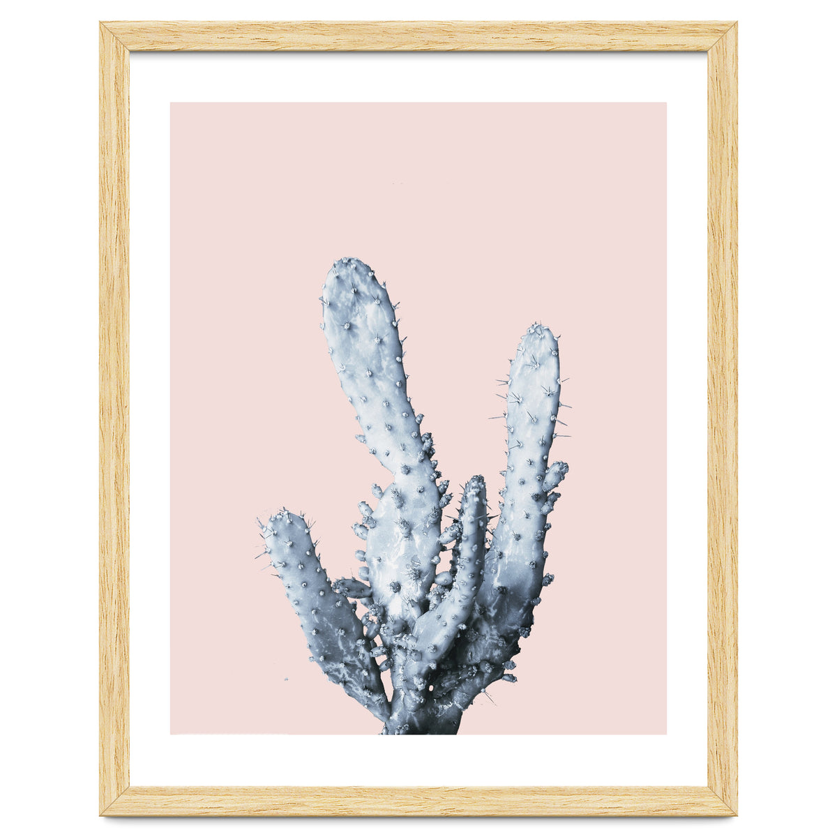 Cactus collection BL-I