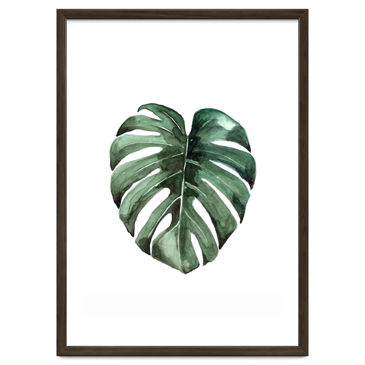 Botanical Illustration Monstera Deliciosa