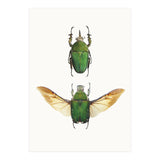 Cc Insects 02 (Print Only) thumbnail
