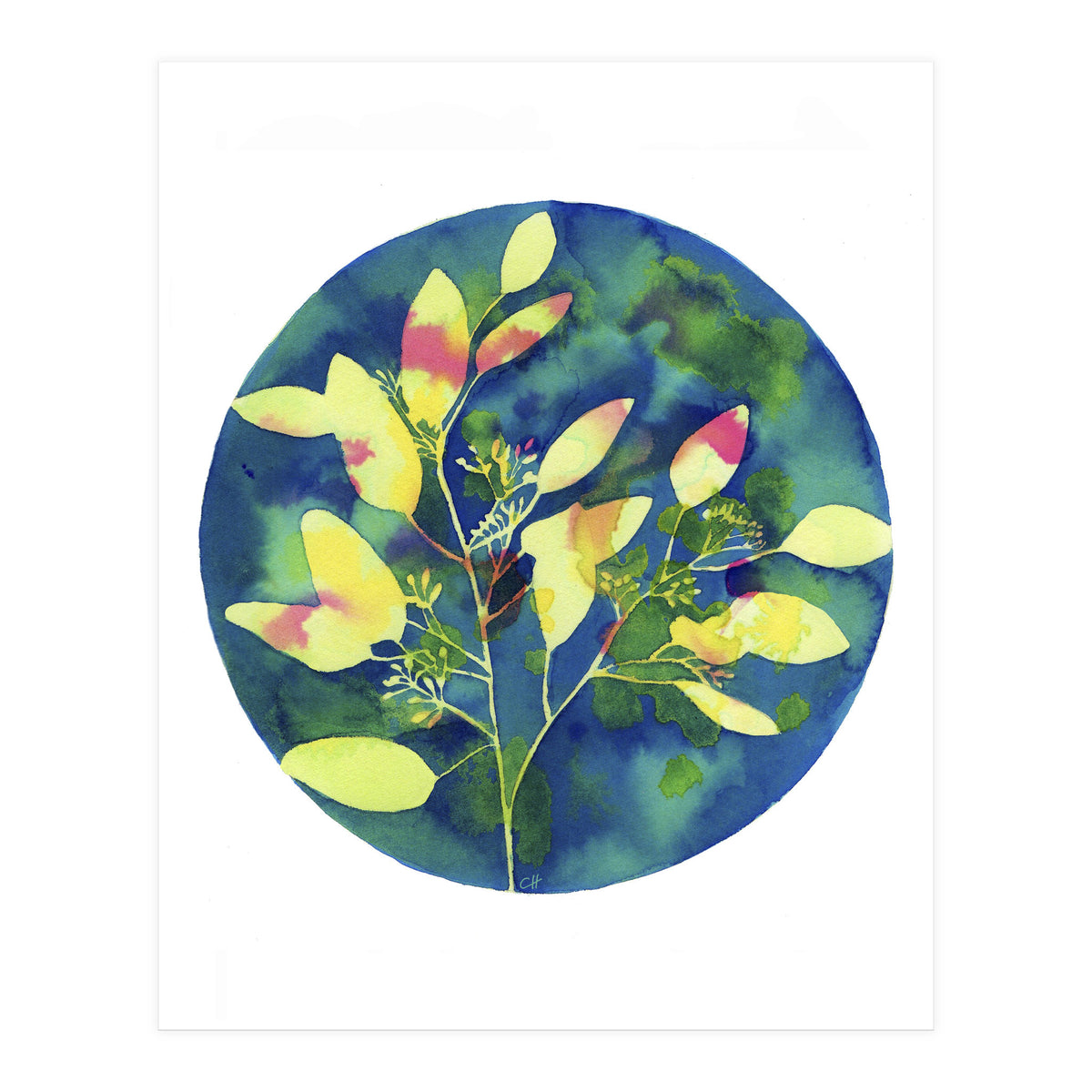 Winter Eucalyptus  (Print Only)
