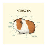 Anatomy Of A Guniea Pig (Print Only) thumbnail