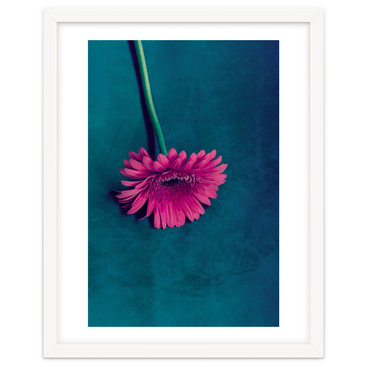 Gerbera for love