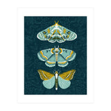 Lepidoptery8 (Print Only) thumbnail