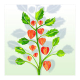 Physalis (Print Only) thumbnail