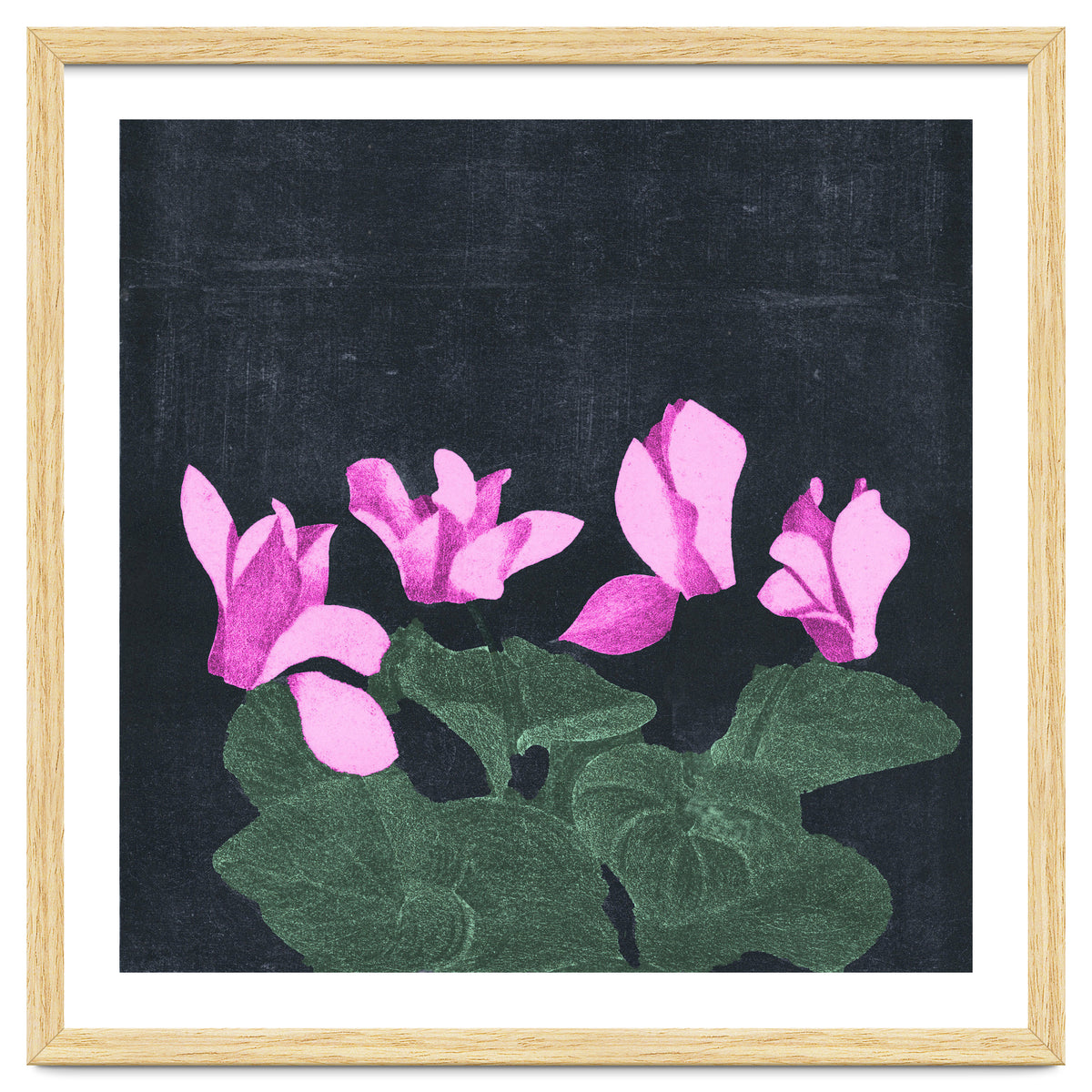 Cyclamen