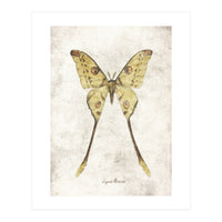 Butterflies VIII (Print Only)