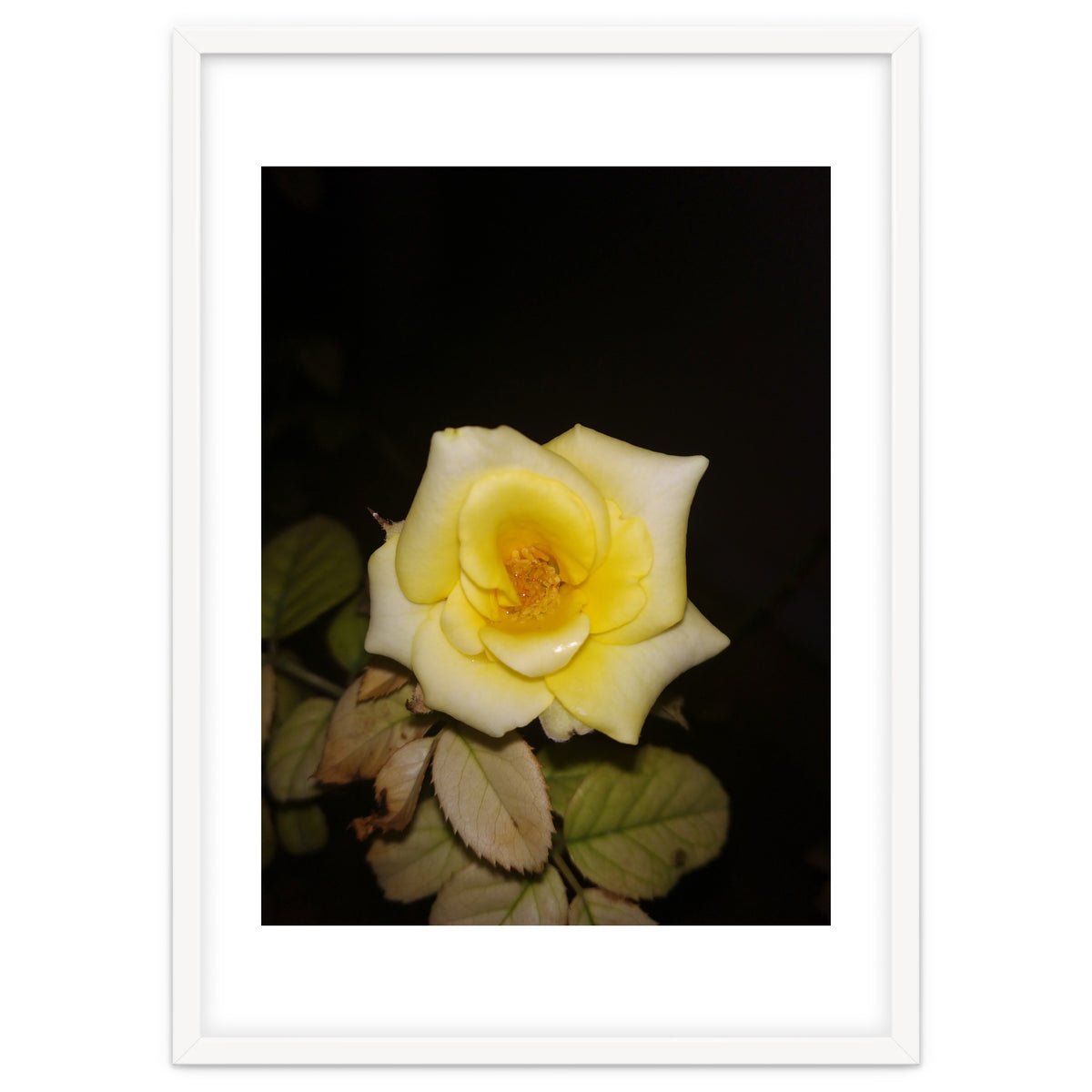 Yellow Rose