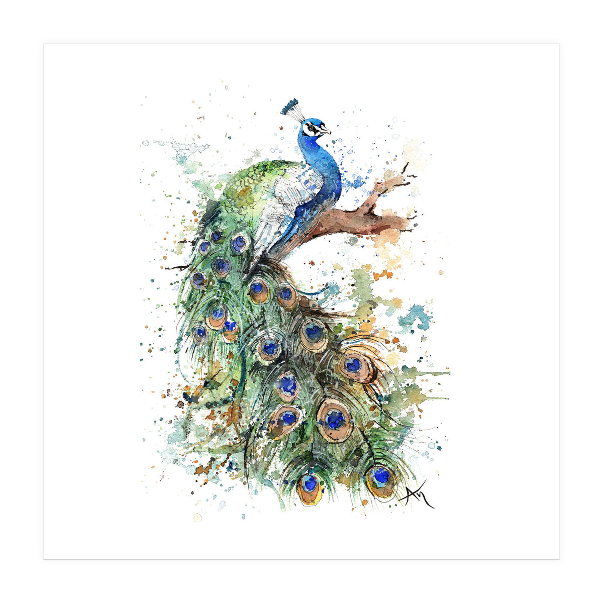 Peacock - Wildlife Collection (Print Only)