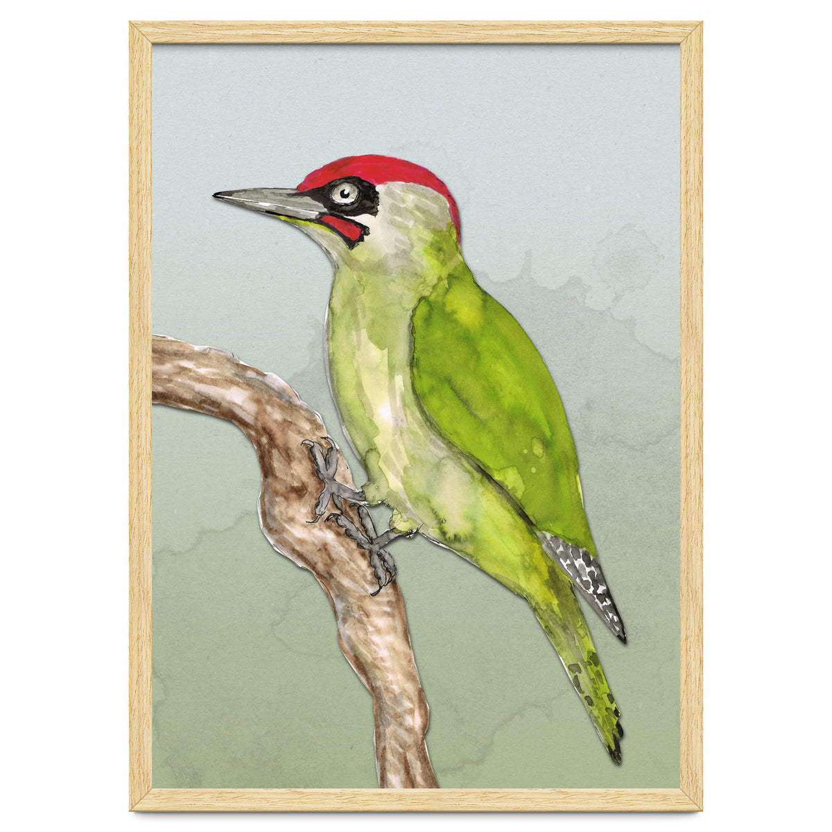 Green woodpecker