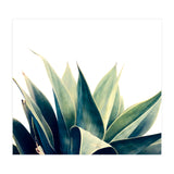 Botanical cactus I (Print Only) thumbnail