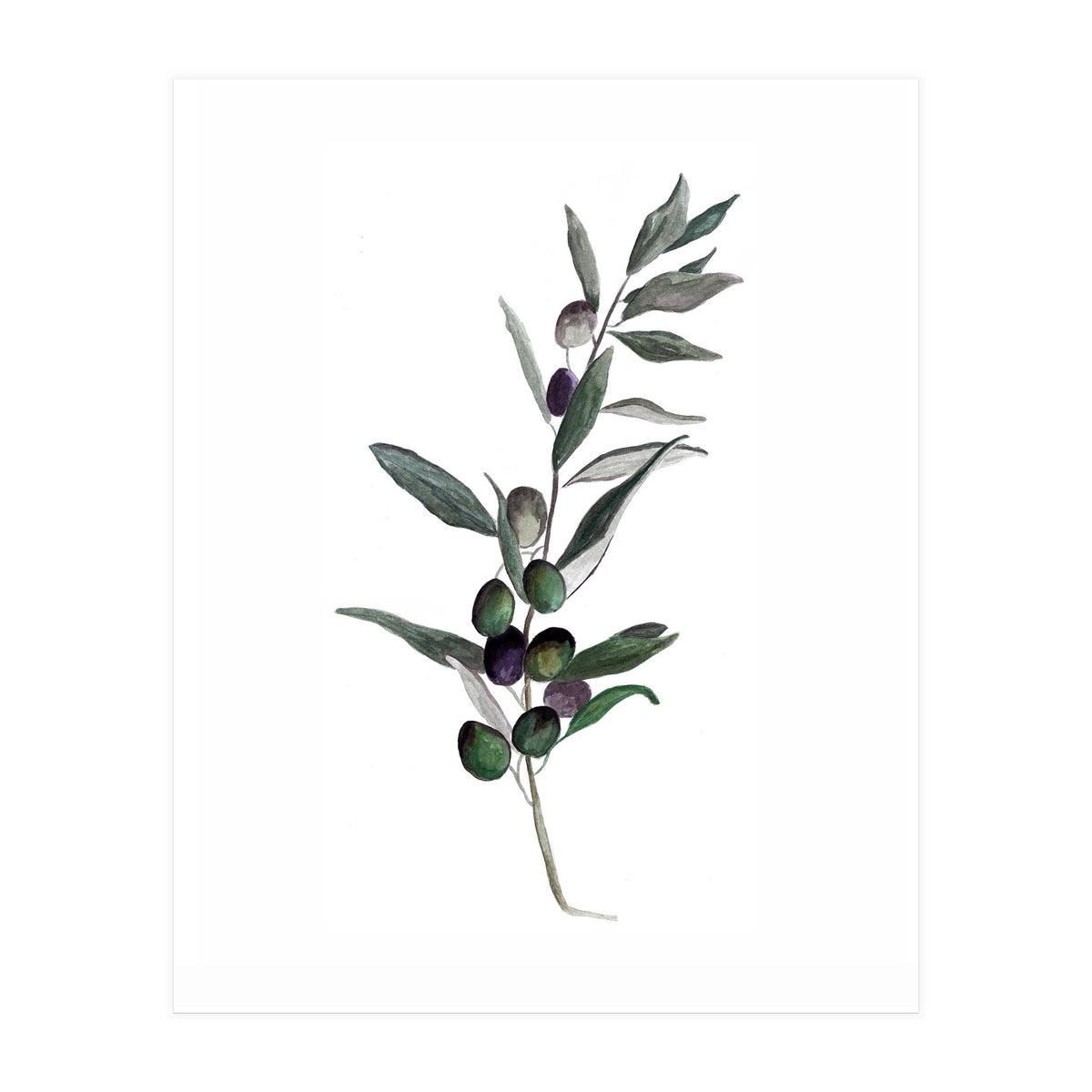 Botanical Illustration Olive (Print Only)