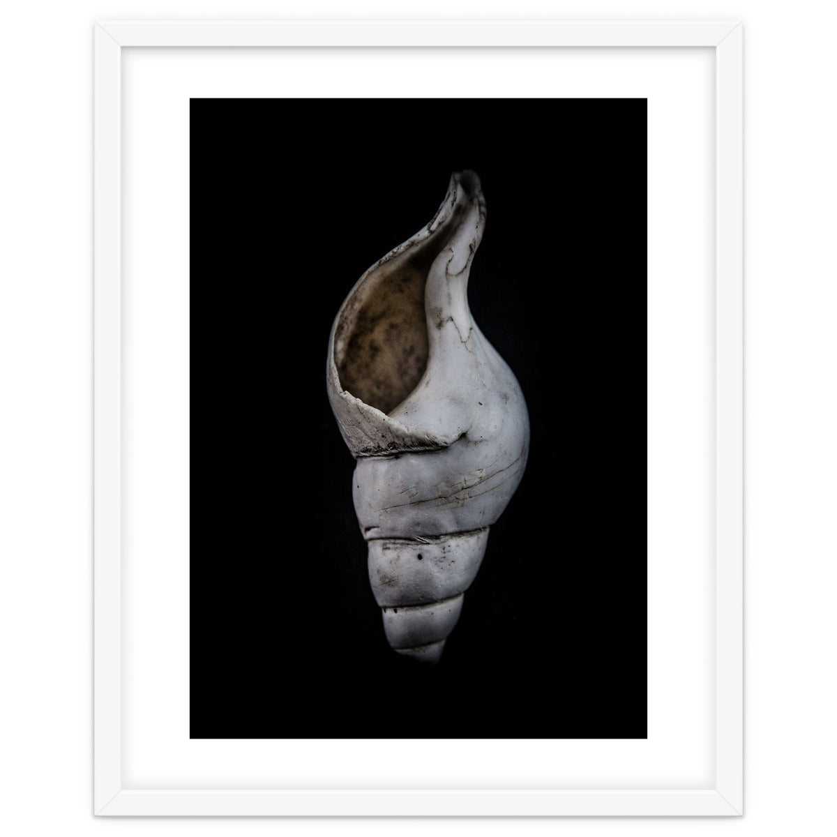 Shells No 12 Color Version