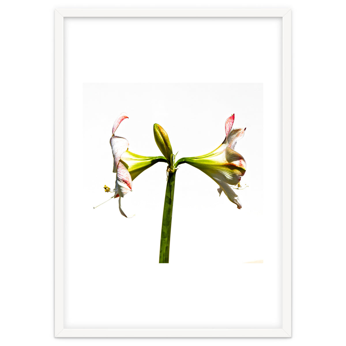 Amaryllis 3