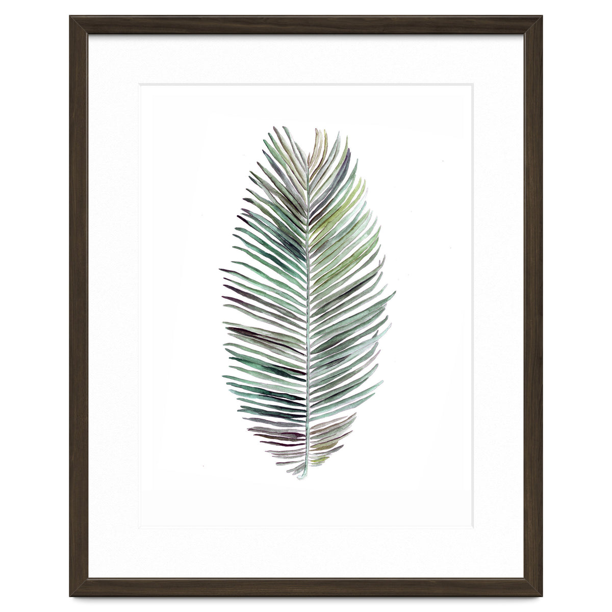 Botanical Illustration Cocos Palm