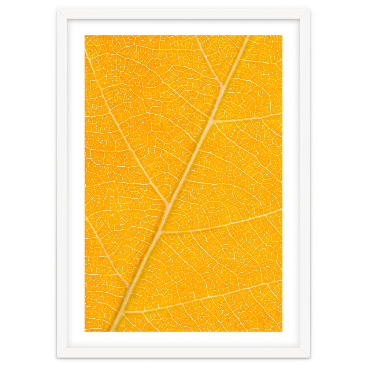 Autumn Leaf