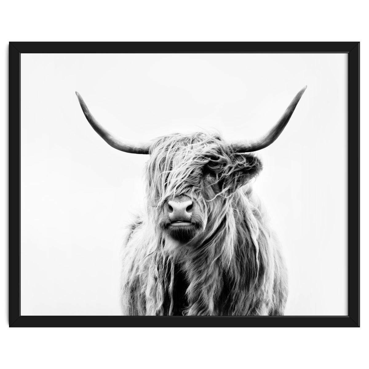 Portrait of a Highland Cow II