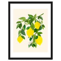 Sunny Lemons