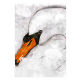 Mute swan (Print Only) thumbnail