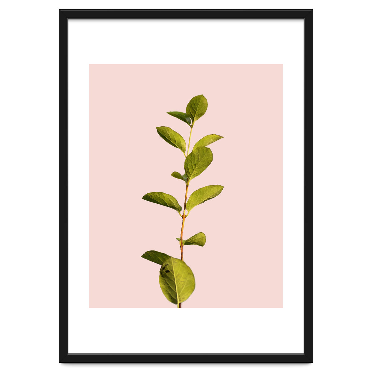 Botanical Art V3