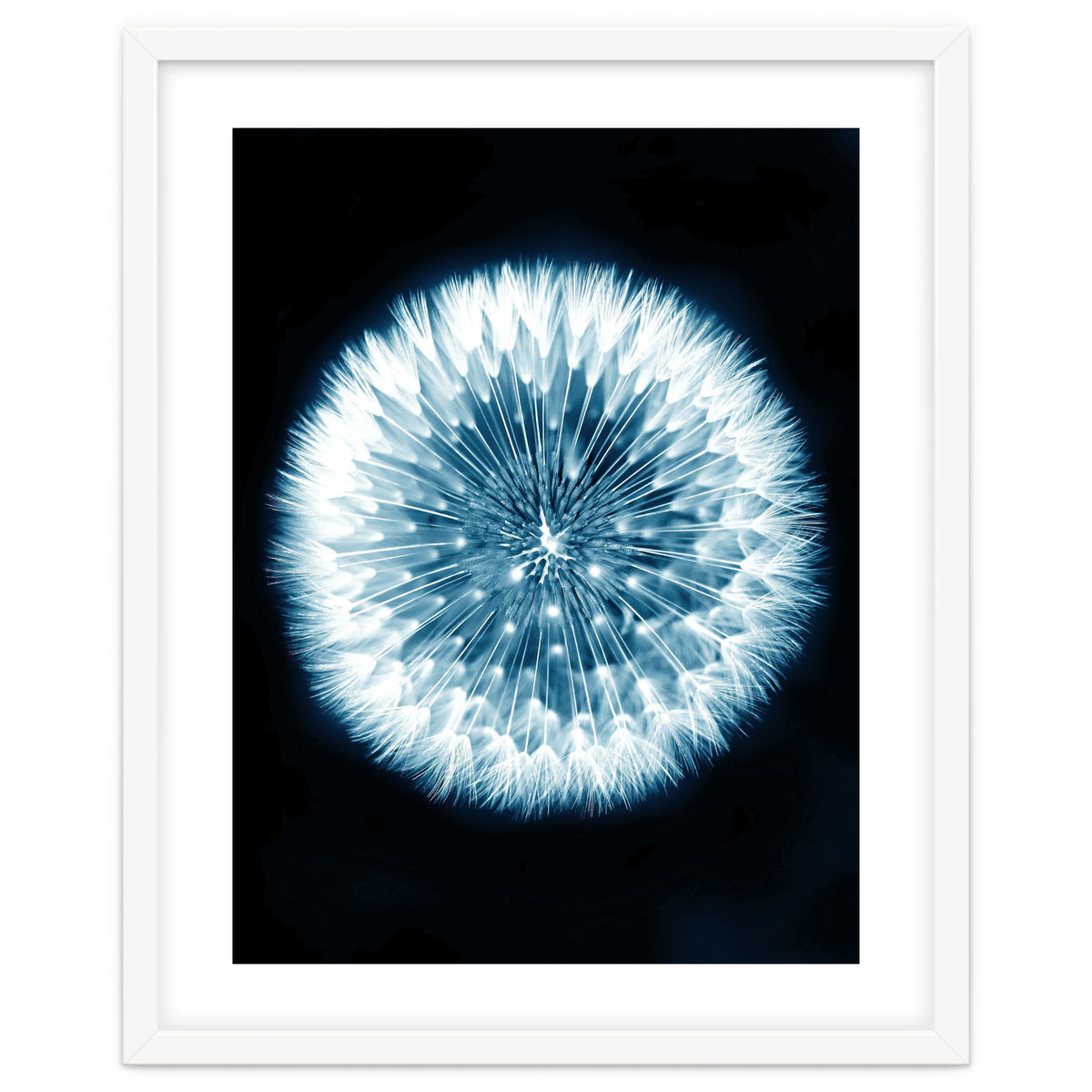 Taraxacum Officinale