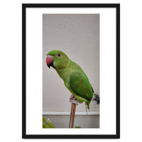 Beautiful Indian Parakeet