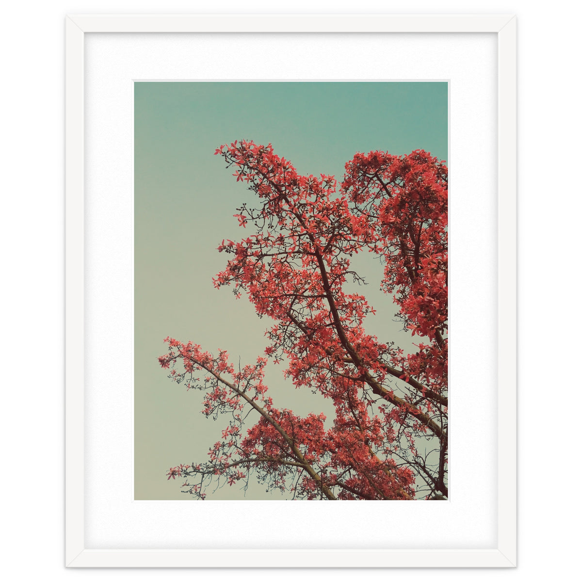 Red blossoms