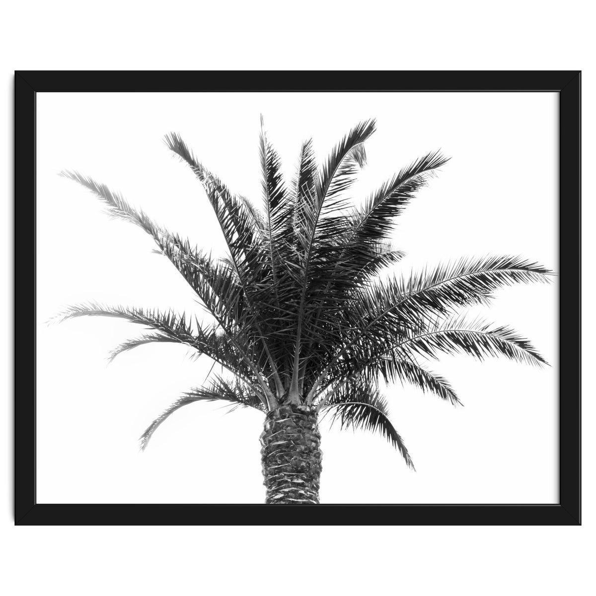 Palm Tree