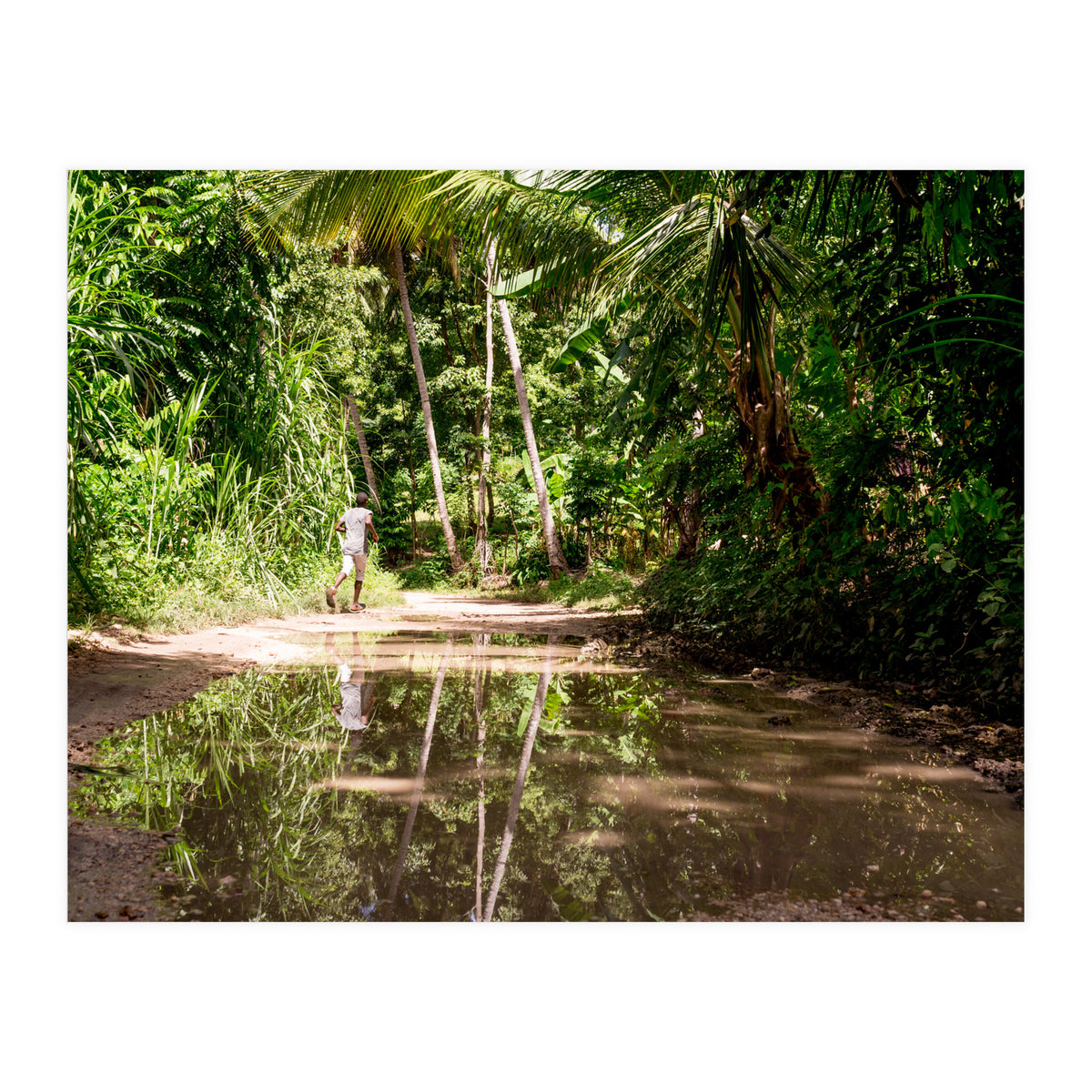 Haitian Bush (Print Only)