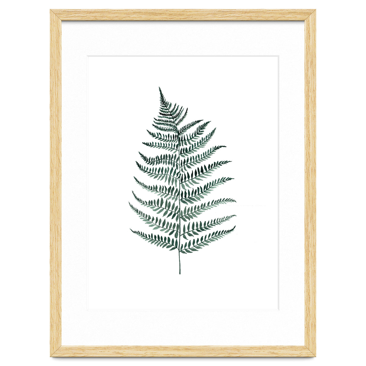 Botanical Illustration Silverfern