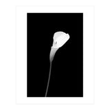 Calla | dark design (Print Only) thumbnail