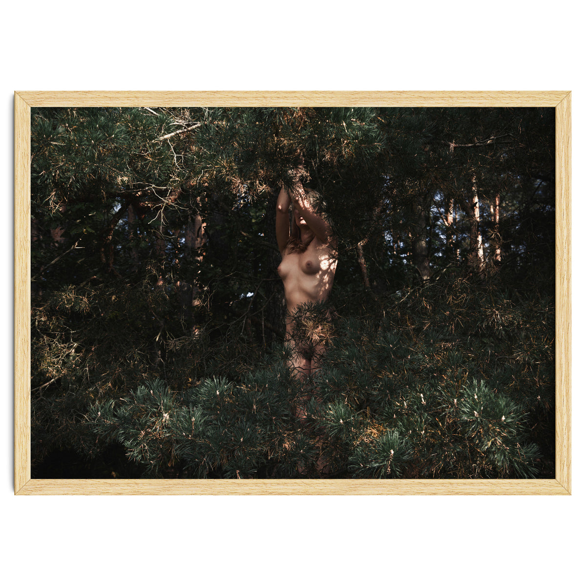 The Eyes of the Forest