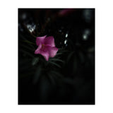 Pinky Flora (Print Only) thumbnail