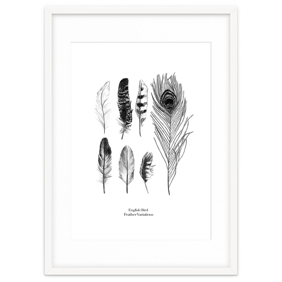 English Feather Variations