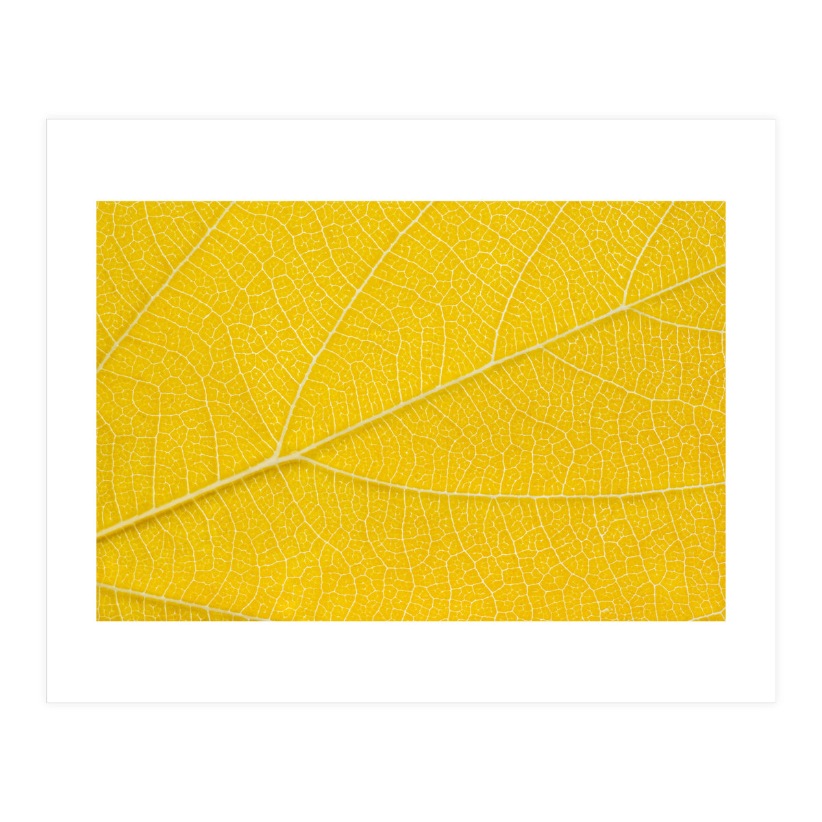 Autumn Leaf (Print Only)