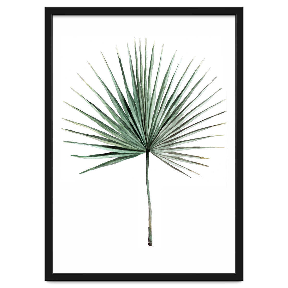 Botanical Illustration Fanpalm