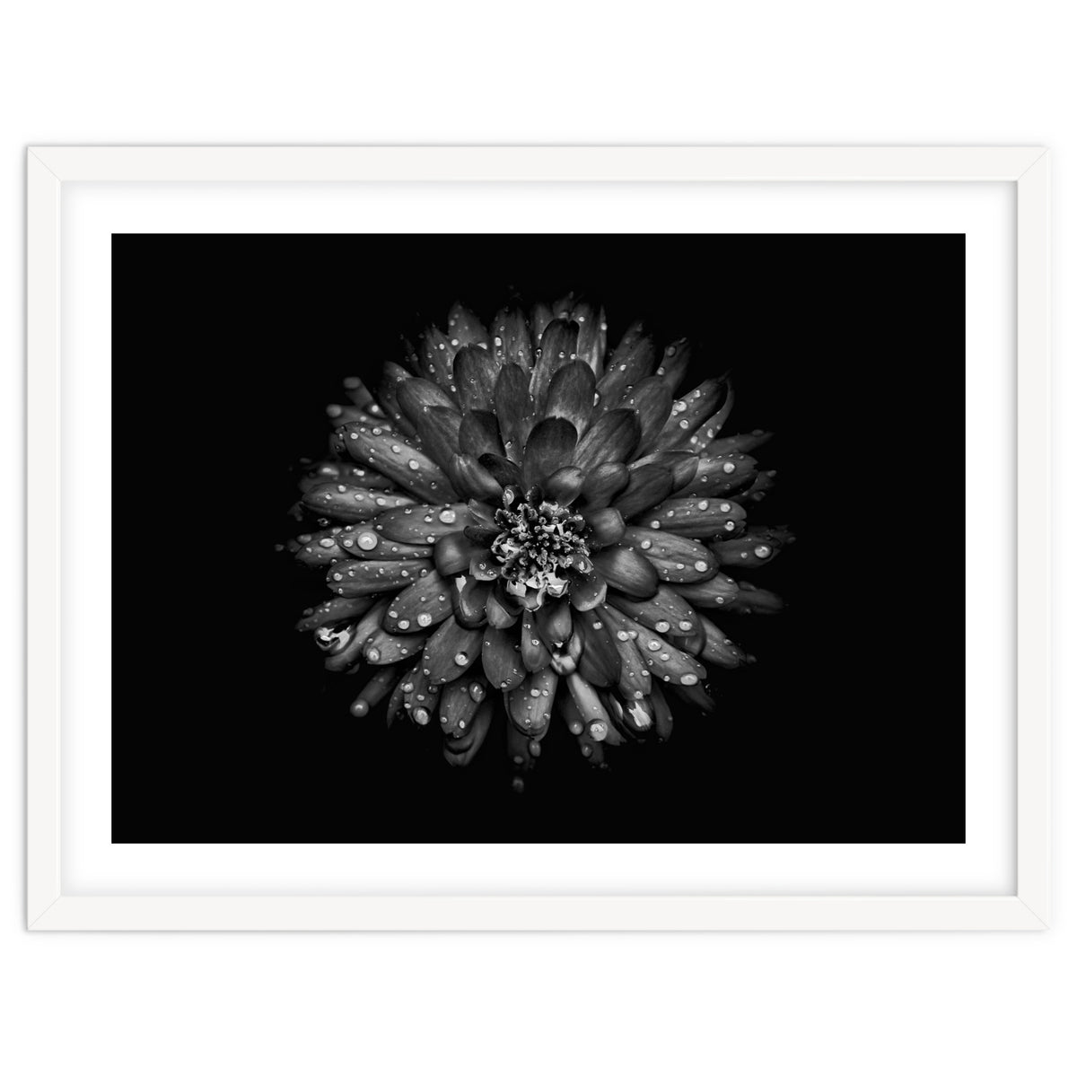 Backyard Flowers In Black And White No 45
