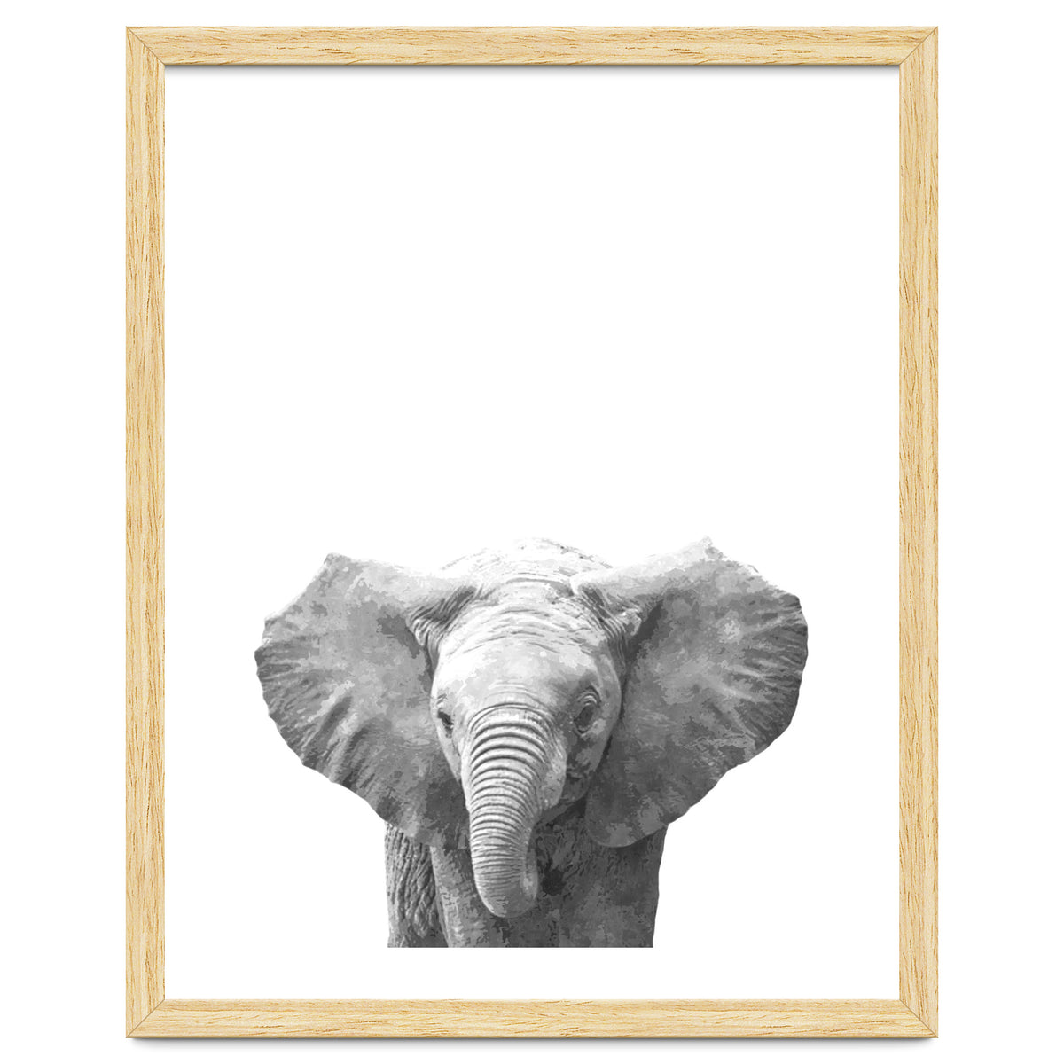 Black and White Baby Elephant