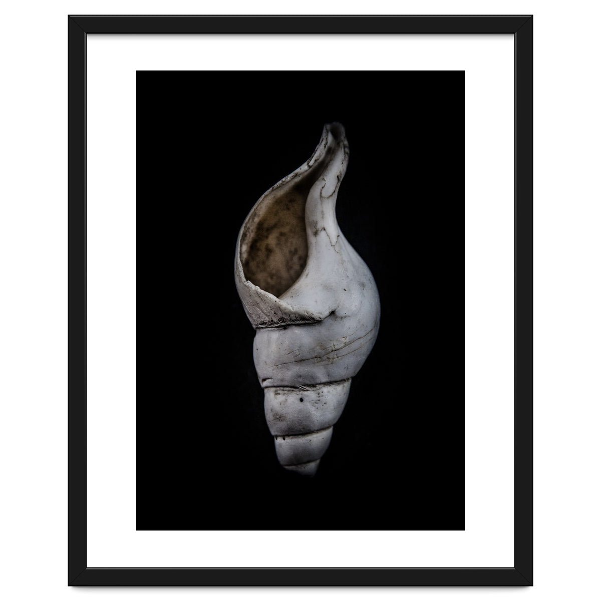 Shells No 12 Color Version